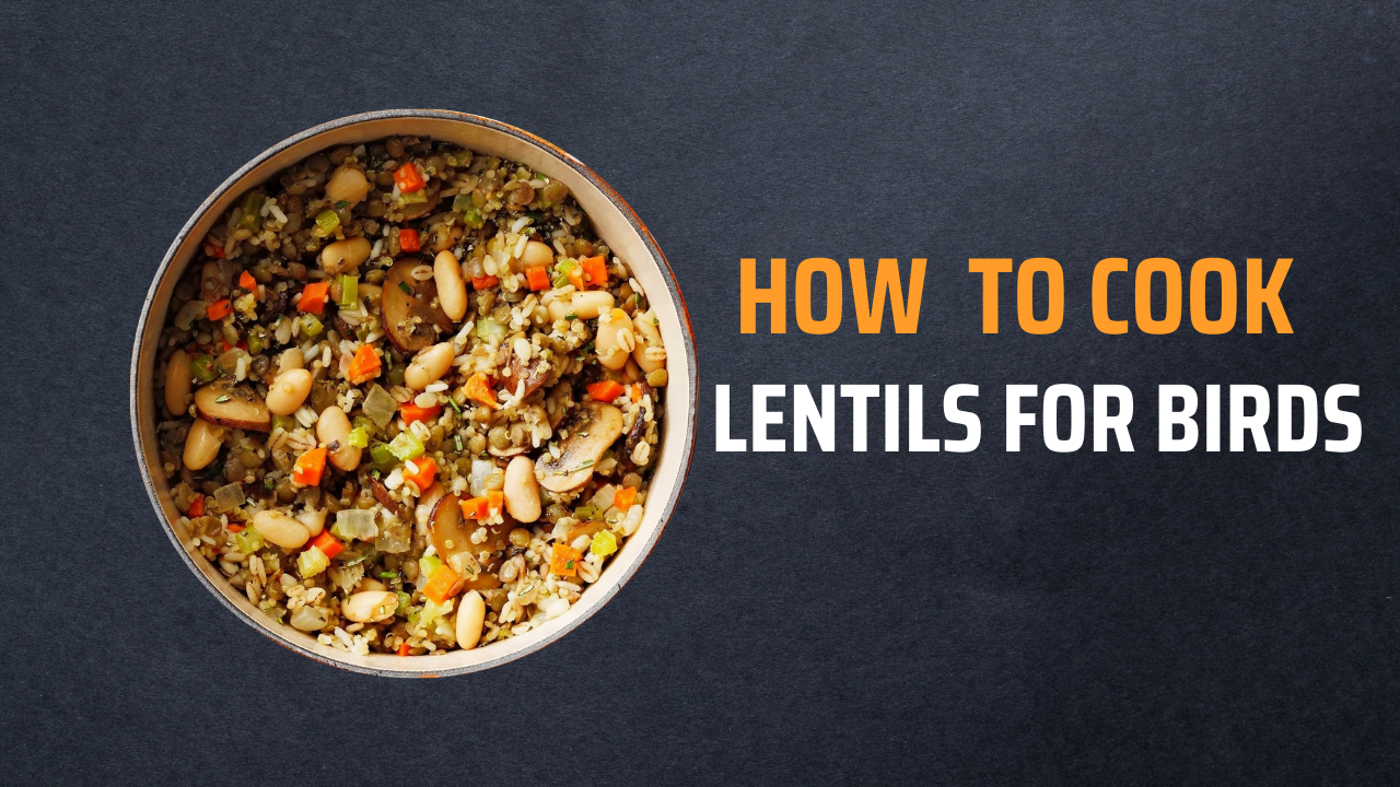 how to cook lentils for birds